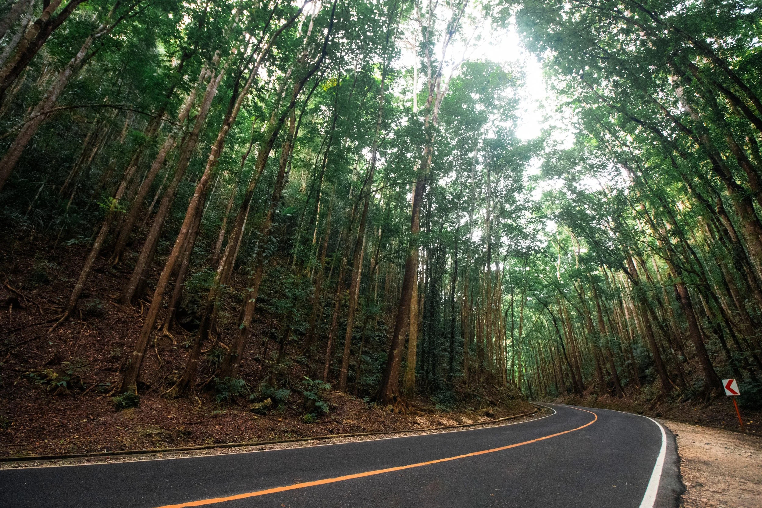Scenic road through the Bilar Man-Made Forest in Bohol