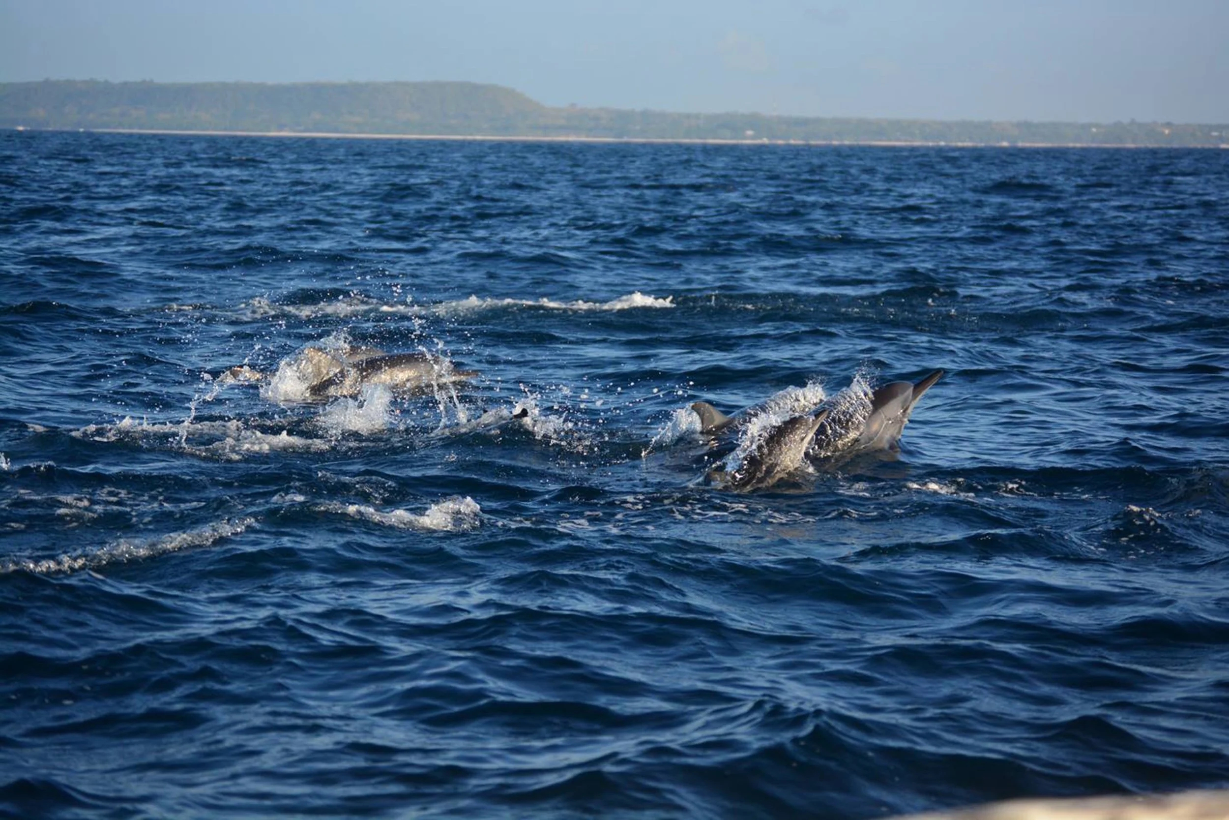 Dolphin watching tour in Panglao, Bohol, Philippines