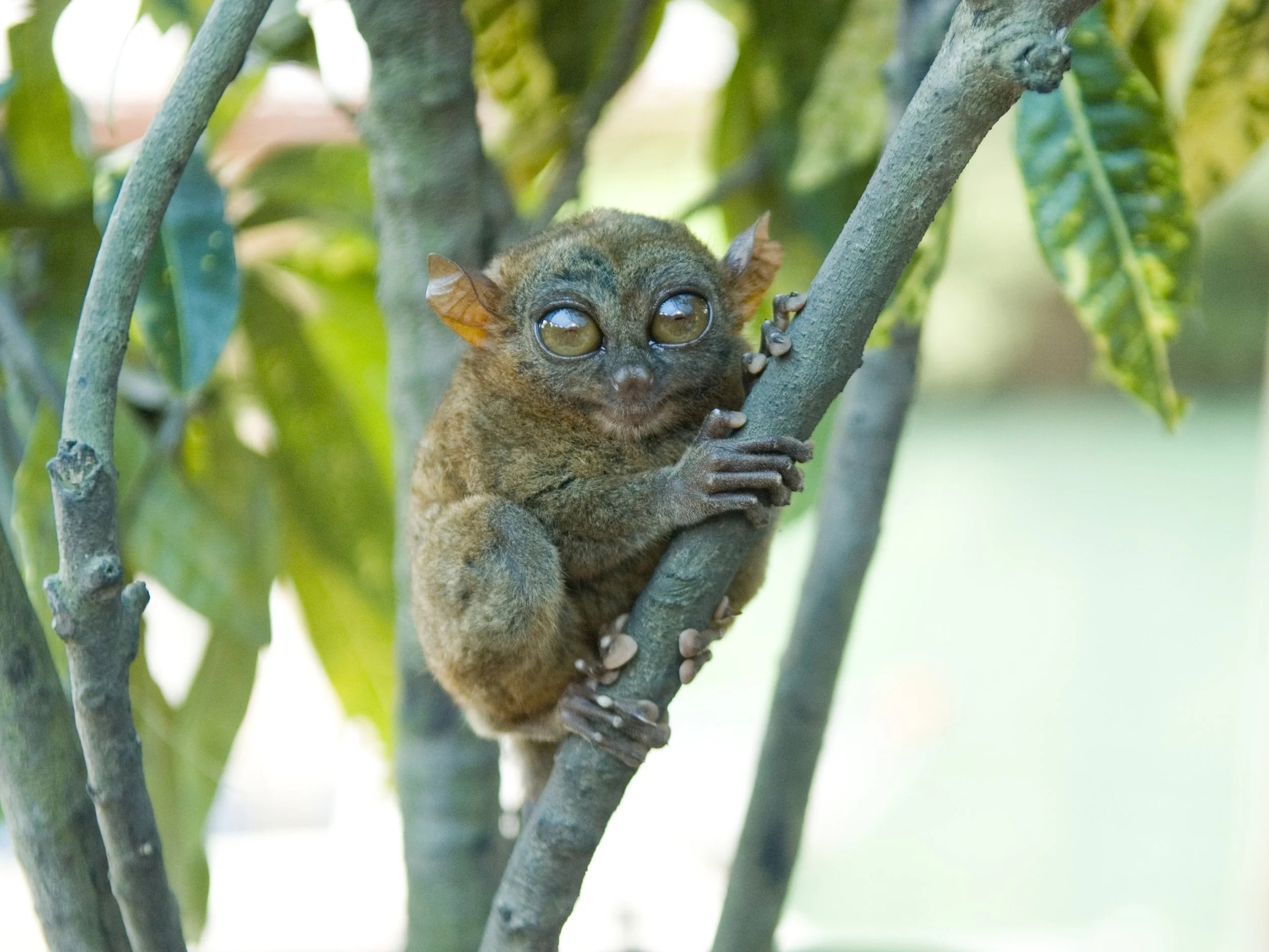 Philippine Tarsier in Bohol